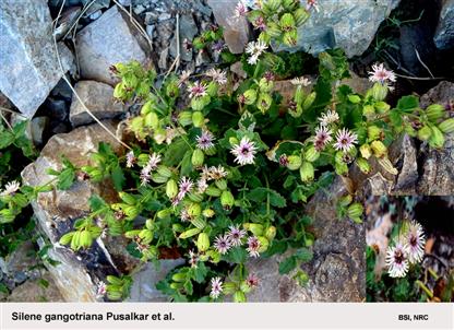 Silene gangotriana Pusalkar et al